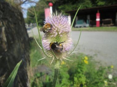 Hummeln lieben die Blüten der ¿Wilden Karde¿ auf dem Gelände der Zeche Nachtigall. <br>Foto: LWL/Ehses