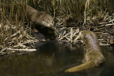 Werkstattnachmittag im LWL-Museum für Naturkunde zum Thema Fischotter.<br>Foto: Emmerich.