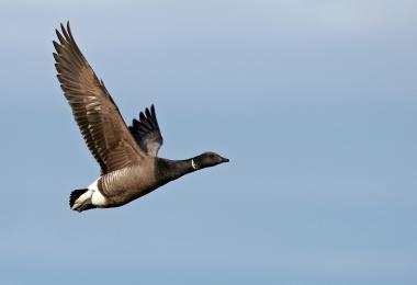Kostenloser Doppelvortrag im LWL-Museum für Naturkunde zum Thema Zugvögel.<br>Foto: Kriegs