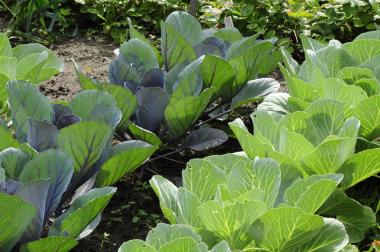 Im Arbeitergarten der Zeche Zollern ist jetzt Erntezeit.<br>Foto: LWL/Hudemann