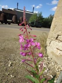 Das Weidenröschen bildet mit seinen lila Blüten einen schönen Kontrast zu den Grautönen der Industriebrache.<br>Foto: LWL/Ehses