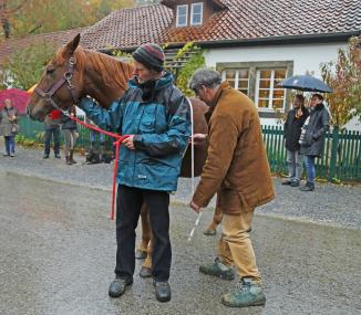 Bei Dauerregen nahm Mathias Vogt, Vorsitzender des Zuchtverband für Sennerpferde, bei der Senner Stute Odette für den Eintrag in das Zuchtbuch Maß.<br>Foto: LWL/Jähne