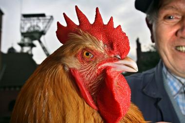 Stolze Hähne und hübsche Hennen stellen sich am Wochenende im LWL-Industriemuseum Zeche Zollern den Preisrichtern.<br>Foto: LWL/Menne