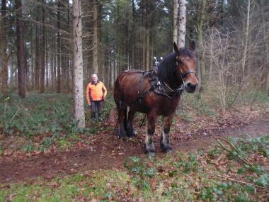 Rückepferd Elix und Besitzer Gerhard Aschoff werden im Gütersloher LWL-Wäldchen helfen.<br>Foto: privat