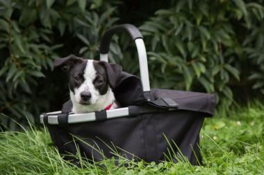 Der Hund darf beim Familiensonntag mit ins LWL-Museum für Archäologie in Herne.<br>Foto: LWL/Ranft 