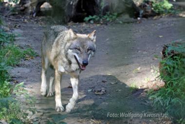 Sichtbar auf der Pirsch ist der Wolf aktuell nur in Zoos - und offenbar noch unbeobachtet auch in anderen westfälischen Gefilden.<br>Foto: LWL/Kwasnitza