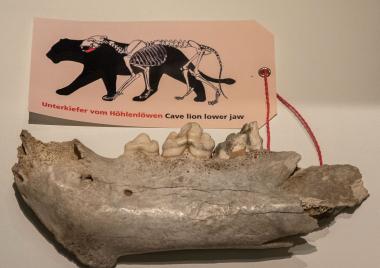 Überreste des Höhlenlöwen sind auch in der aktuellen Sonderausstellung "Wildes Westfalen" im Landesmuseum zu sehen.<br>Foto: LWL/Burgemeister