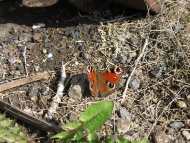 Auch das Tagpfauenauge kündet vom Frühling auf der Henrichshütte.<br>Foto: LWL/Ehses