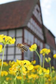 Bei einem Bienentag geht es im LWL-Freilichtmuseum Detmold um die Imkerei früher und heute.<br>Foto: LWL/Jähne