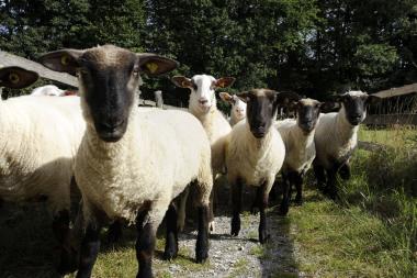 Die Schafe im LWL-Freilichtmuseum Detmold bekommen ihre Sommerfrisur.<br>Foto: LWL/Stuke