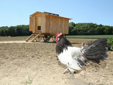Der fleißigste Hahn gewinnt beim ¿Hähnewettkrähen¿ im LWL-Freilichtmuseum Detmold.<br>Foto: LWL/Jähne