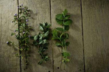 Kräuter aus den Museumsgärten bilden die Basis für das Mitmachprogramm ¿Grüne Sauce¿ im LWL-Freilichtmuseum Detmold.<br>Foto: LWL/DBCO