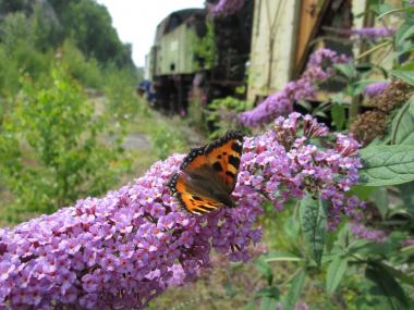 Der Sommerflieder ist besonders bei Schmetterlingen beliebt.<br>Foto: LWL/Ehses