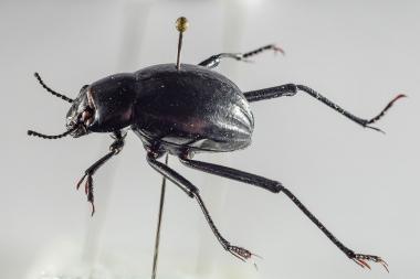 Der Nebeltrinker-Käfer spielt in der neuen Sonderausstellung ¿Wasser bewegt¿ eine wichtige Rolle als Beispiel für den Umgang mit Wassermangel.<br>Foto: LWL/Steinweg