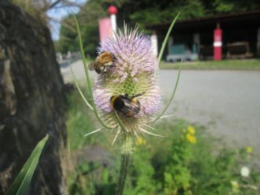 Hummel und Co stehen bei der nächsten Zechen-Safari des LWL-Industriemuseums im Mittelpunkt.<br>Foto: LWL/Ehses