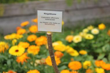 Bunt wie diese Ringelblumen im Kreuzhof sind auch die Möglichkeiten, die sich den angehenden Buchillustratoren im Ferienprogramm bieten.<br>Foto: LWL/Wochnik
