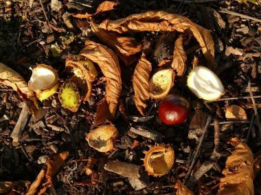 Auch Kastanien nehmen die Teilnehmer des naturkundlichen Spaziergangs näher unter die Lupe.<br>Foto: pixabay