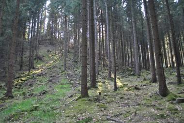 Blick auf das Ende des mächtigen Bahndammes.<br>Foto: AMLA/F. Jürgens 