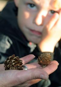 Auch kleine Zapfen eignen sich hervorragend zum Basteln.<br>Foto: LWL/Appelhans