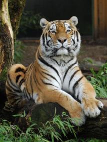 Zootiger Rasputin wurde nach seinem Tod im LWL-Museum für Naturkunde präpariert.<br>Foto: Allwetterzoo Münster