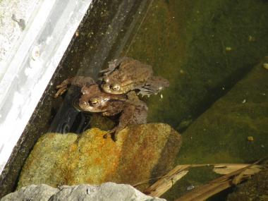Erdkröten-Paar im Wasserbecken der Zeche Nachtigall.<br>Foto: LWL/Ehses