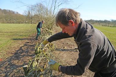 Museumsmitarbeiter Roland Seidel befestigt einen gedrehten Weidenast an der Lippborger Biegehecke.<br>Foto: LWL/Jähne