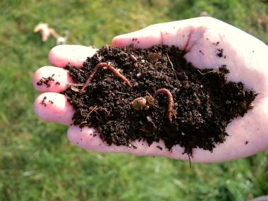 Eine Hand voll Gartenglück.<br>Foto: Dworschak/Geologischer Dienst NRW