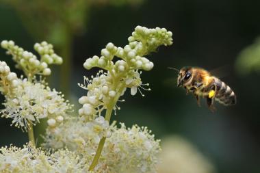 Die Bienen stehen bei zwei Mitmachprogrammen im LWL-Freilichtmuseum Detmold im Mittelpunkt.<br>Foto: LWL/Jähne