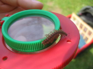 Mit Becherlupen untersuchen die "Zechen-Detektive" Bodenbewohner.<br>Foto: LWL / Ehses