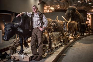 Tierpräparator Rudolf Loheide hat den Wasserbüffel für die neue Ausstellung präpariert.<br>Foto: LWL/Steinweg