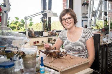 Die Präparationstechnische Volontärin Elena Peter stellte das Modell der Amerikanischen Kiefernwanze für die neue Ausstellung "Vom Kommen und Gehen" her.<br>Foto: LWL/Steinweg