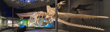 Werkstattnachmittag im LWL-Museum für Naturkunde zum Thema Pottwal. <br>Foto: LWL/Steinweg