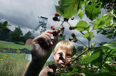 Leckere Brombeeren können Museumsbesucher am Samstag im Arbeitergarten probieren.<br>Foto: LWL/Fischer  