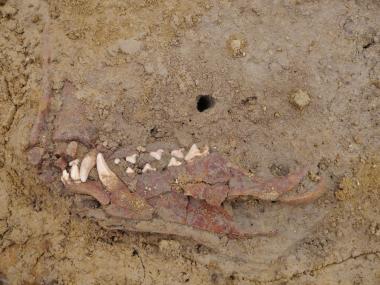 Auf der Ausgrabung haben die LWL-Archäologen bereits das Gebiss des Hundes ausgegraben<br>Foto: LWL/C. Kersting