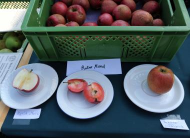 Lecker: Äpfel und andere Produkte aus dem heimischen Garten werden beim Erntefest auf der Zeche Zollern angeboten.<br>Foto: LWL/Appelhans