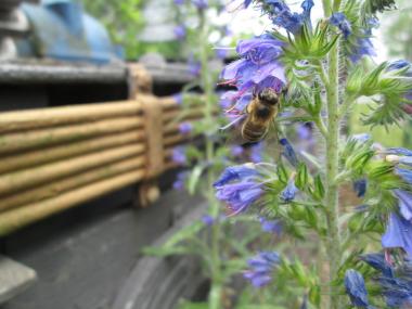 Bienen lieben den Natternkopf.<br>Foto: LWL/Ehses