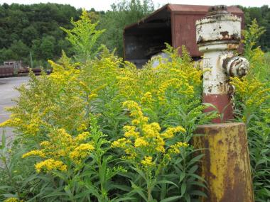 Die Goldrute sorgt mit ihren gelben Blüten für Farbtupfer auf dem Hüttengelände.<br>Foto: LWL/Ehses