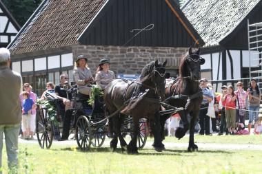 Gespann mit Friesenpferden im LWL-Freilichtmuseum Hagen.<br>Foto: LWL