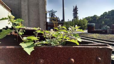 Auf dem "Grünen Weg" entdecken die Teilnehmer die Industrienatur rund um den Hochofen.<br>Foto: LWL/Ehses 