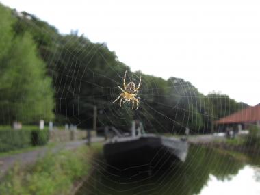 Die Kreuzspinne ist auch auf der Zeche Nachtigall zu Hause.<br>Foto: LWL/Ehses