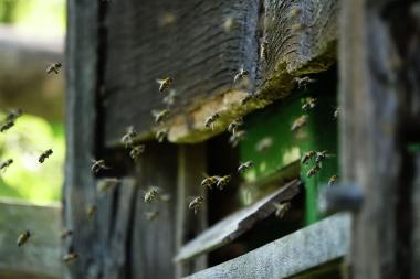 Was machen die Bienen im Herbst und Winter? Dieser Frage widmet sich ein Mitmachprogramm im LWL-Freilichtmuseum Detmold.<br>Foto: LWL/Jähne