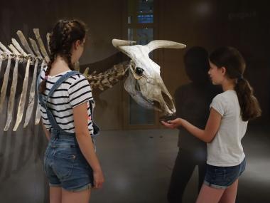 Zum Greifen nahe: Die Sonderausstellung "Revolution Jungsteinzeit" ist nur noch bis Sonntag zu sehen.<br>Foto: LWL/S. Brentführer