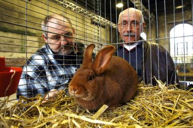Süß und rassig: Kaninchen stellen sich am Wochenende auf Zeche Zollern den Preisrichtern.<br>Foto: LWL/Schütze