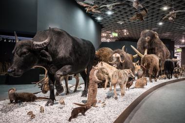Die Karawane der Tiere steht im Zentrum der neuen Dauerausstellung im LWL-Museum für Naturkunde.<br>Foto: LWL/Steinweg