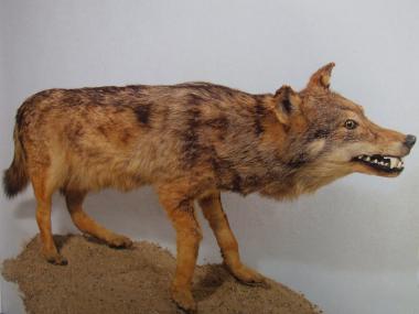 Der sogenannte letzten Wolf", der 1835 in Herbern bei Ascheberg erlegt wurde, befindet sich als ausgestopftes Exponat im LWL-Museum für Naturkunde. <br>Foto: LWL/ Thomas