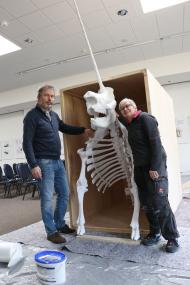 Der Transport und die Lagerung vom Einhorn stellten sich als sehr aufwändig heraus.<br>Foto: LWL/Lisa Heyn