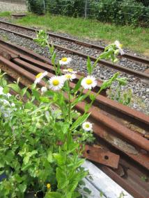 Das "einjährige Berufkraut" soll Erkältungskrankheiten lindern.<br>Foto: LWL/Ehses