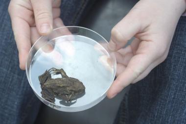 Mit etwas Glück können die Teilnehmer auch eine kleine Kröte fangen.<br>Foto: LWL/Hudemann