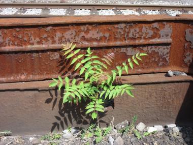 Altes Eisen und frisches Grün - hier ein kleiner "Götterbaum" - treffen bilden schöne Kontraste auf der Henrichshütte.<br>Foto: LWL/Ehses