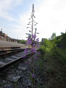 Weidenröschen und andere Pflanzen stehen beim naturkundlichen Rundgang  am Sonntag auf dem Gelände des LWL-Industriemuseums Henrichshütte im Mittelpunkt.<br>Foto: LWL/Ehses